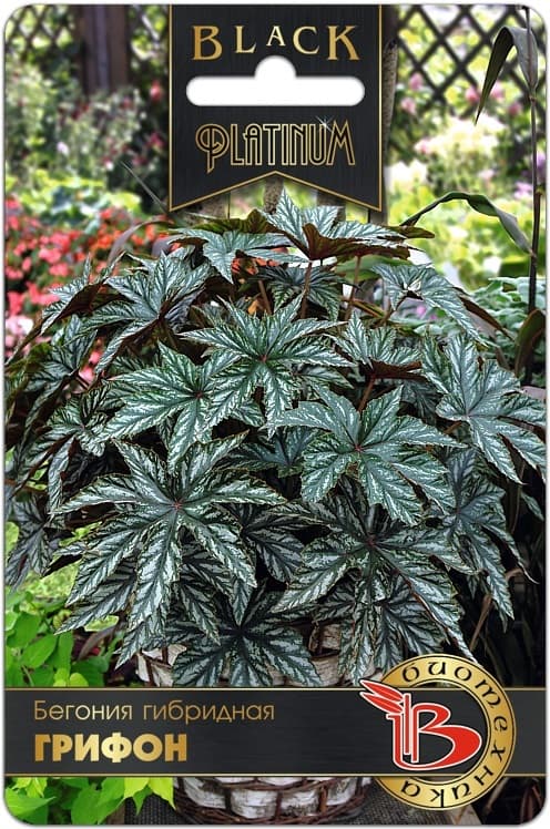 Фото – Бегония гибридная Грифон