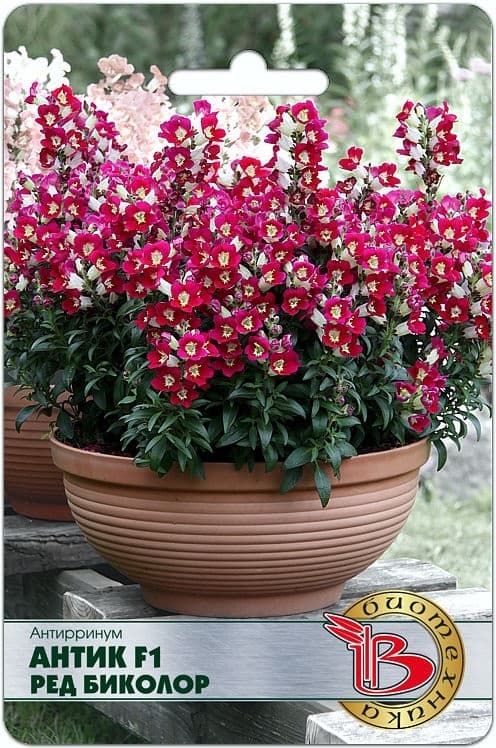 Фото – Антирринум Антик F1 Ред Биколор