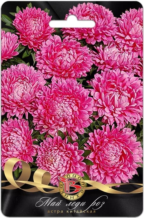 Фото – Астра китайская Май Леди Роз