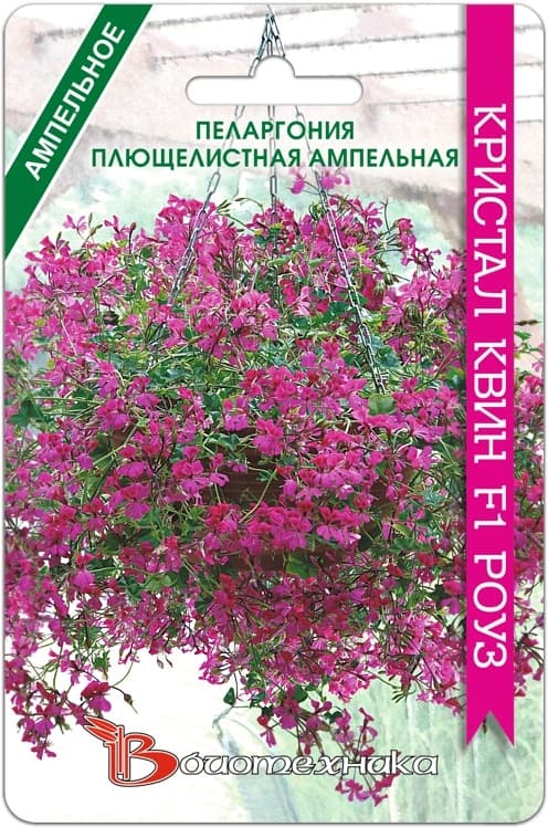 Фото – Пеларгония плющелистная ампельная Кристал Квин F1 Роуз