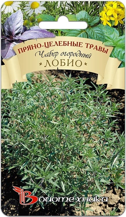 Фото – Чабер огородный Лобио