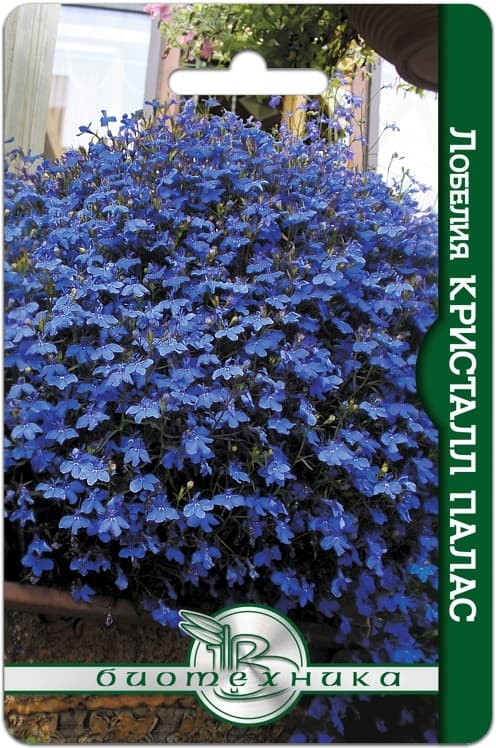 Фото – Лобелия Кристалл Палас