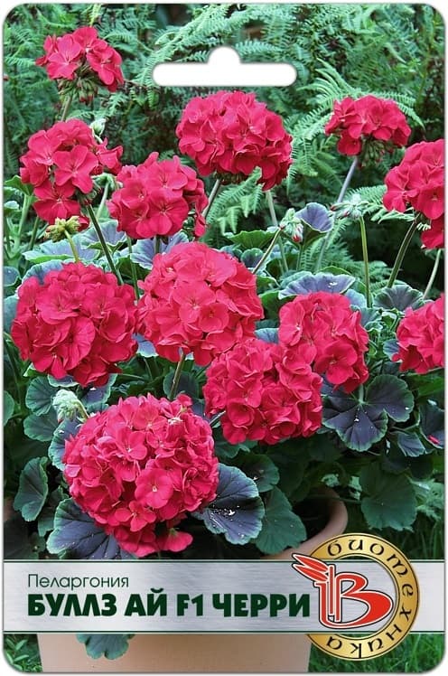 Фото – Пеларгония Буллз Ай F1 Черри