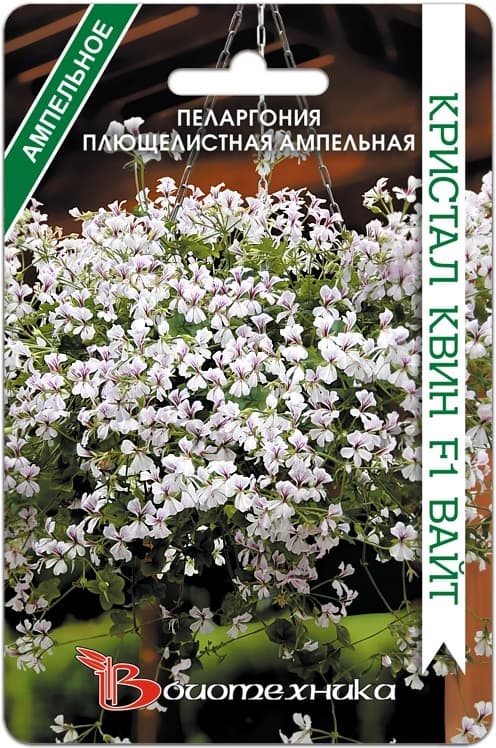 Фото – Пеларгония плющелистная ампельная Кристал Квин F1 Вайт