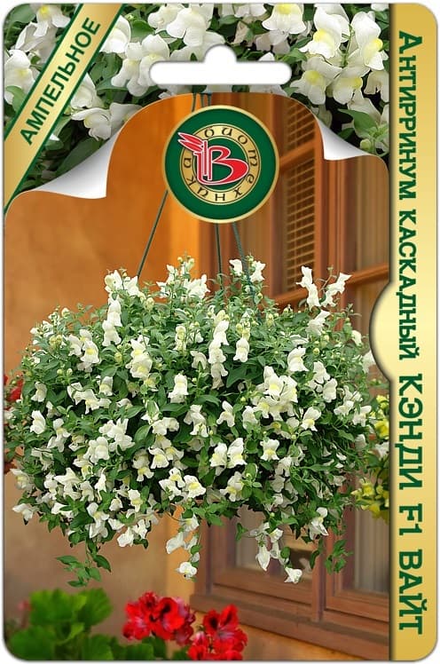 Фото – Антирринум каскадный Кэнди F1 Вайт