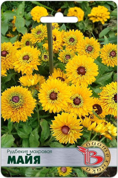 Фото – Рудбекия махровая Майя