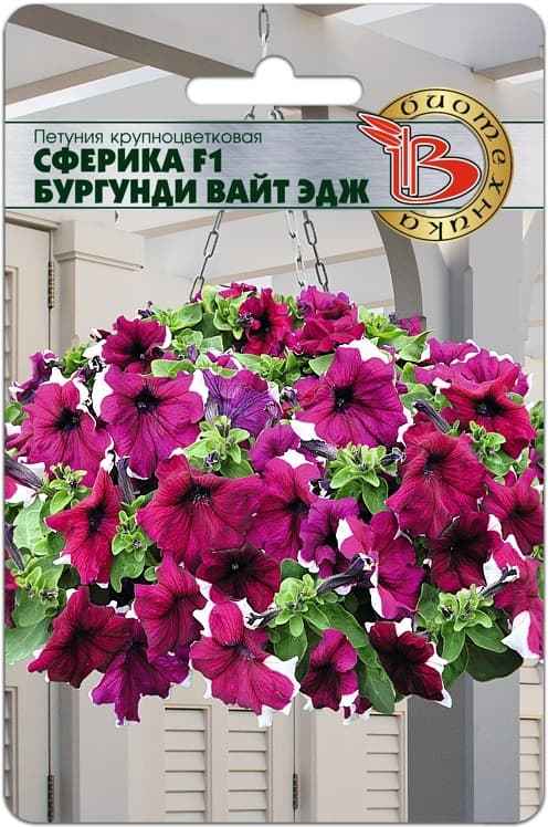 Фото – Петуния крупноцветковая Сферика F1 Бургунди Вайт Эдж