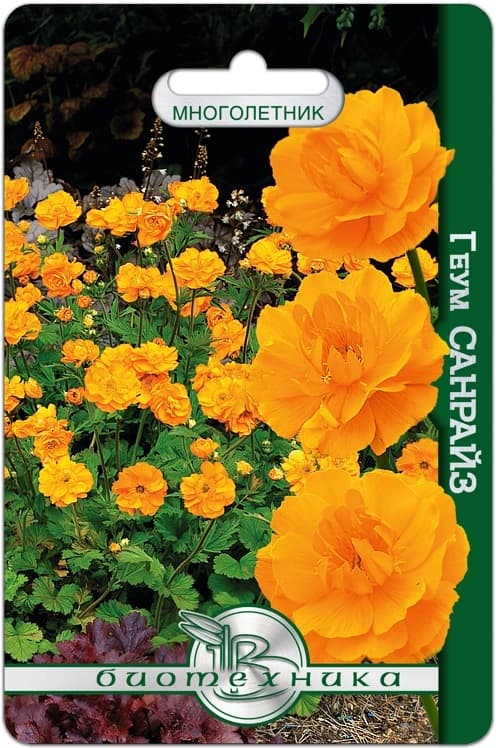 Фото – Геум махровый Санрайз