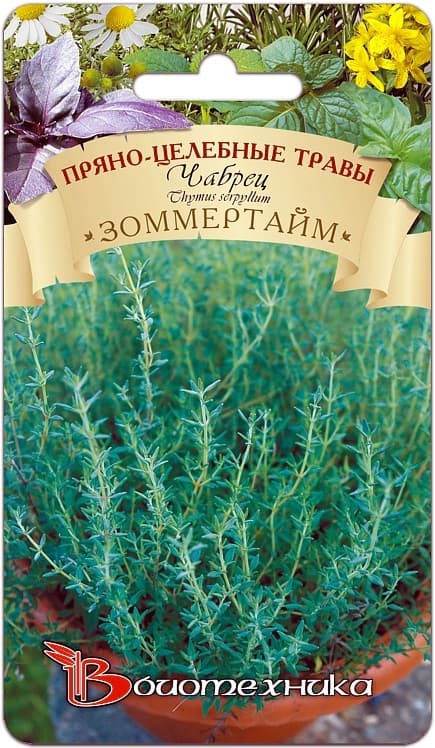 Фото – Чабрец Зоммертайм