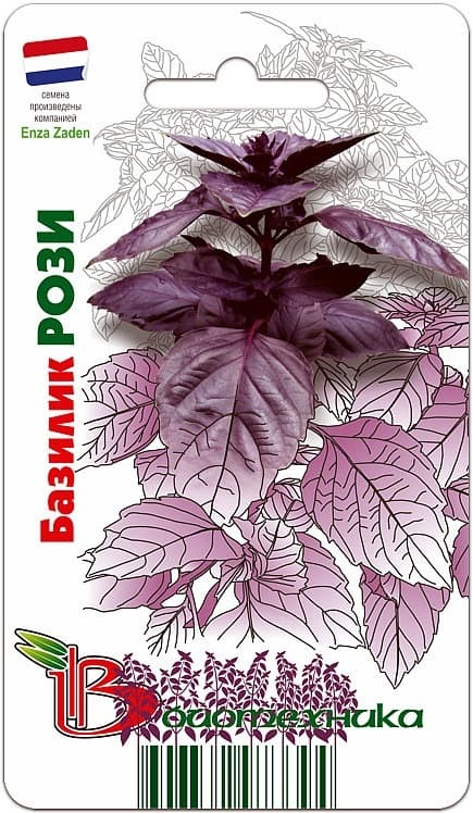 Фото – Базилик фиолетовый Рози