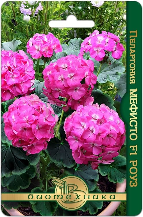 Фото – Пеларгония коричневолистная Мефисто F1 Роуз