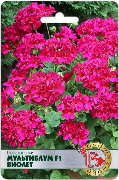 Фото – Пеларгония Мультиблум F1 Виолет