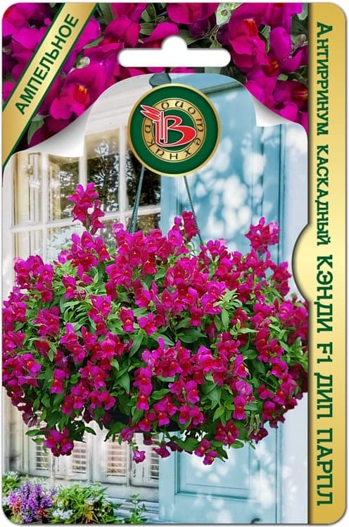 Фото – Антирринум каскадный Кэнди F1 Дип Парпл