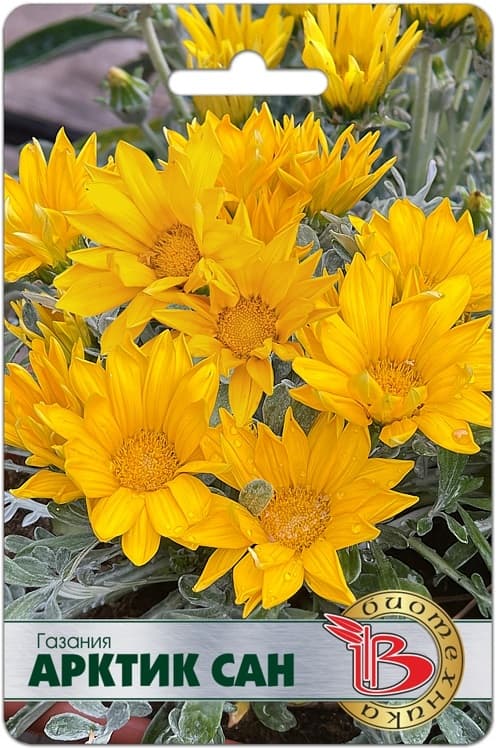Фото – Газания Арктик Сан