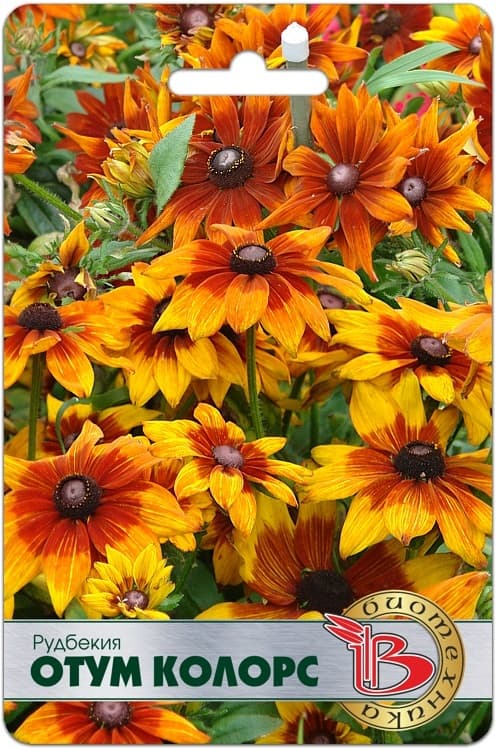 Фото – Рудбекия Отум Колорс