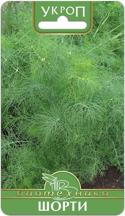 Фото – Укроп Шорти