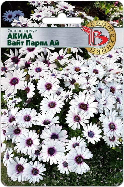 Фото – Остеоспермум Акила Вайт Парпл Ай