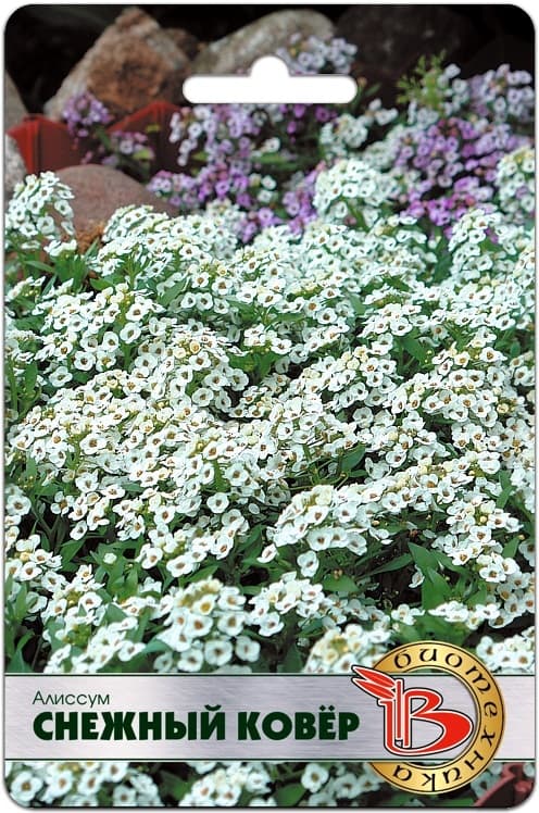 Фото – Алиссум Снежный ковёр