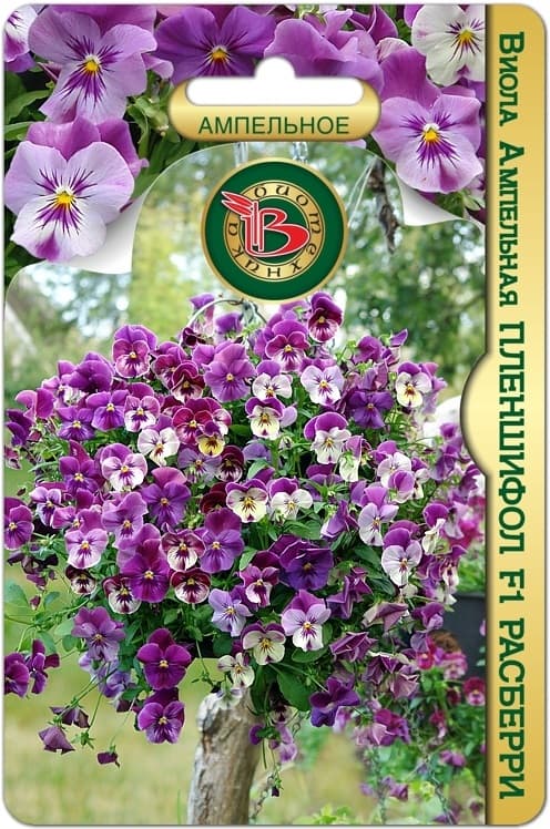 Фото – Виола ампельная Пленшифол F1 Расберри