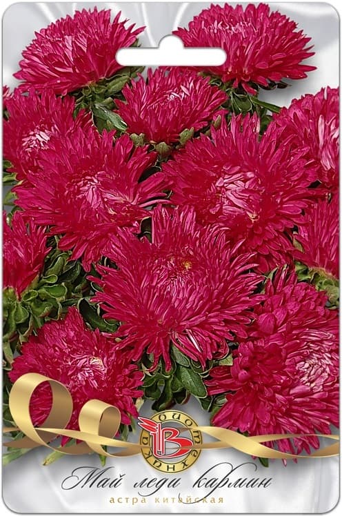 Фото – Астра китайская Май Леди Кармин