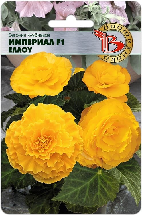 Фото – Бегония клубневая Империал F1 Еллоу