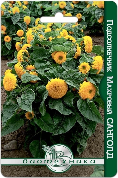 Фото – Подсолнечник махровый Санголд