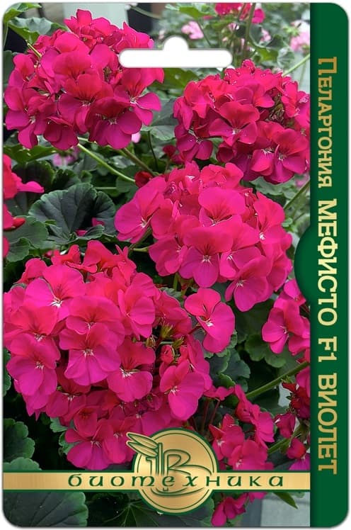 Фото – Пеларгония коричневолистная Мефисто F1 Виолет