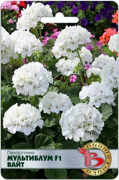 Фото – Пеларгония Мультиблум F1 Вайт