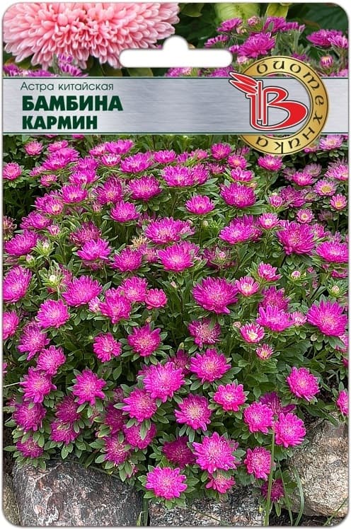 Фото – Астра китайская Бамбина Кармин