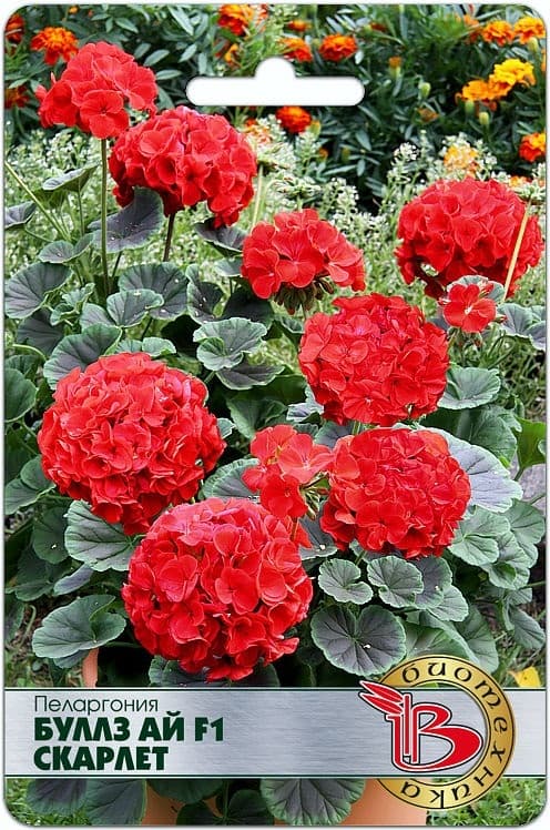 Фото – Пеларгония Буллз Ай F1 Скарлет