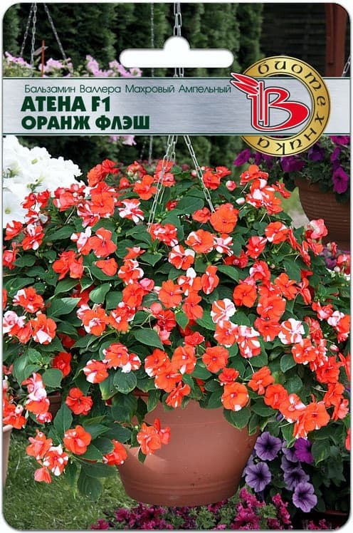 Фото – Бальзамин Валлера махровый ампельный Атена F1 Оранж Флеш