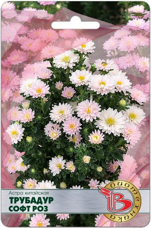 Фото – Астра китайская Трубадур Софт Роз