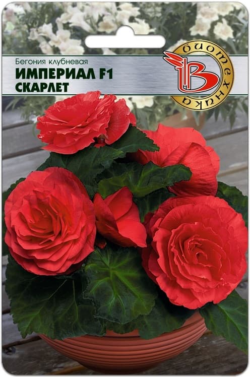 Фото – Бегония клубневая Империал F1 Скарлет