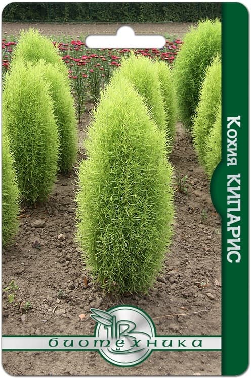 Фото – Кохия Кипарис