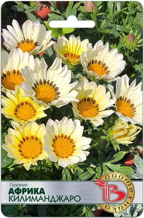 Фото – Газания Африка Килиманджаро