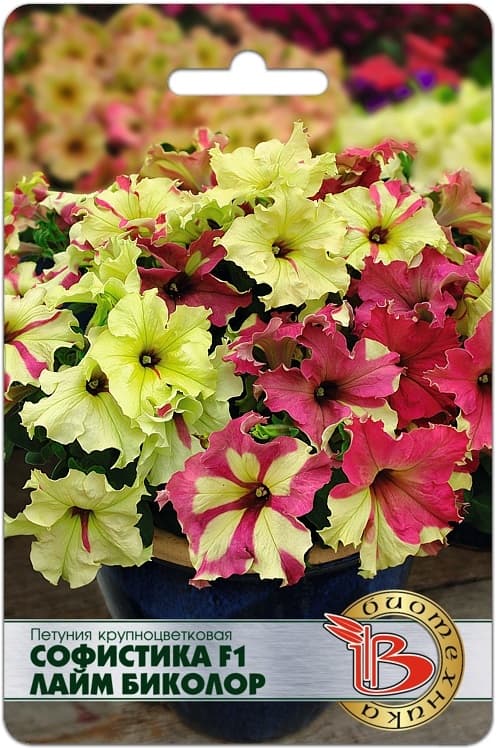 Фото – Петуния крупноцветковая Софистика F1 Лайм Биколор