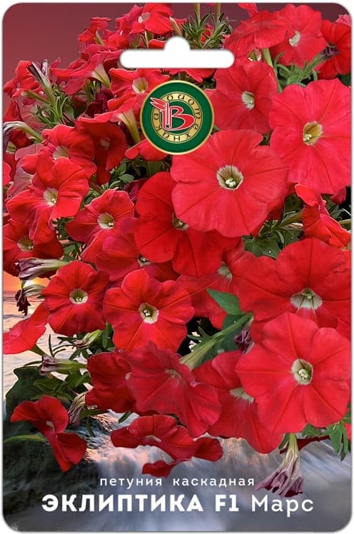 Фото – Петуния каскадная Эклиптика F1 Марс