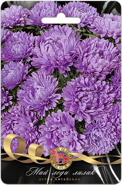 Фото – Астра китайская Май Леди Лилак