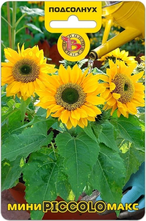 Фото – Подсолнух Мини-Макс F1 Пикколо