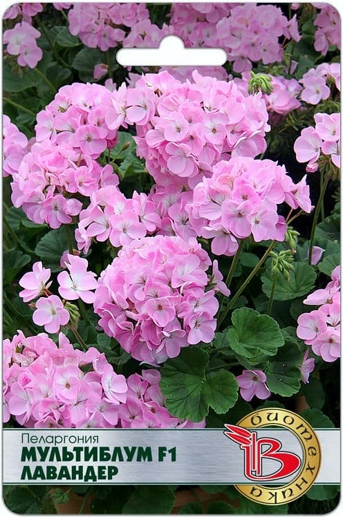 Фото – Пеларгония Мультиблум F1 Лавандер