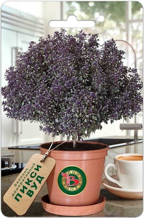 Фото – Базилик декоративный Пикси Вуд