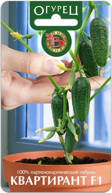 Фото – Огурец Квартирант F1