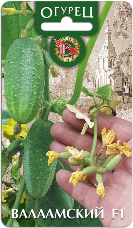 Фото – Огурец Валаамский F1