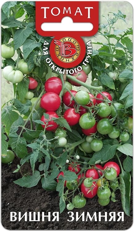 Фото – Томат Вишня Зимняя