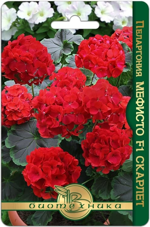 Фото – Пеларгония коричневолистная Мефисто F1 Скарлет