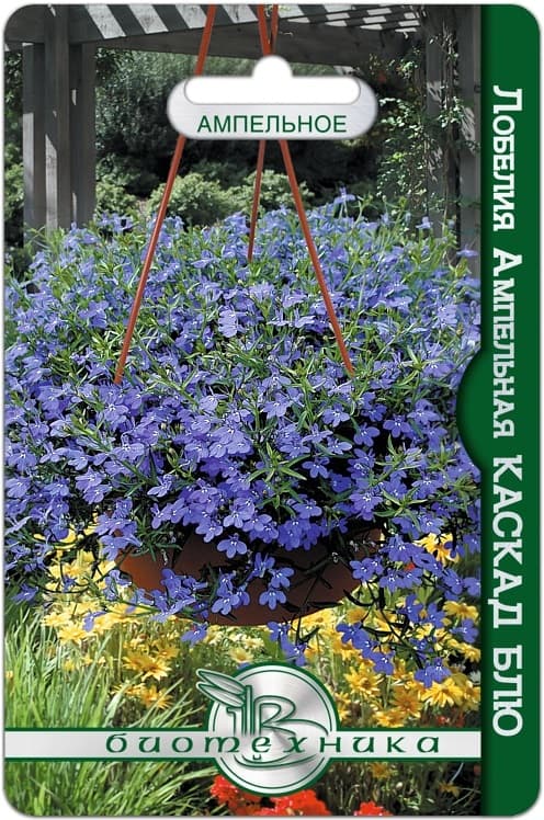 Фото – Лобелия ампельная Каскад Блю