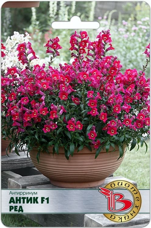 Фото – Антирринум Антик F1 Ред