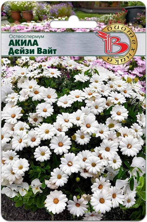 Фото – Остеоспермум Акила Дейзи Вайт