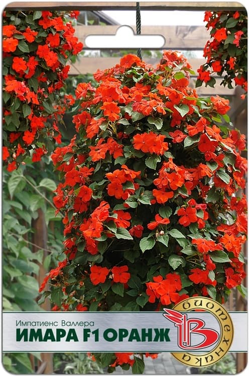 Фото – Импатиенс Валлера Имара F1 Оранж
