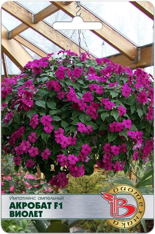 Фото – Импатиенс ампельный Акробат F1 Виолет